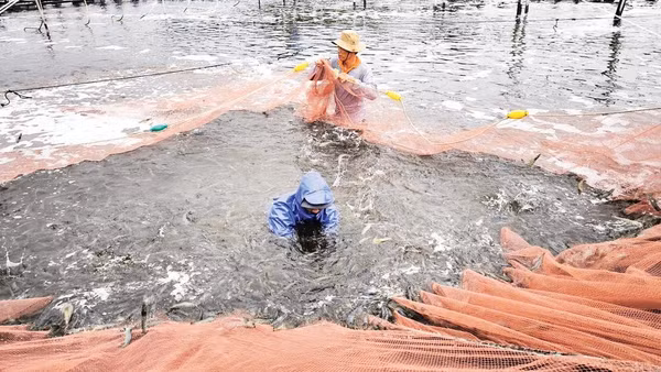 Nông dân xã Thạnh Hải (tỉnh Vĩnh Long) phát triển mô hình nuôi tôm ứng dụng công nghệ cao.
