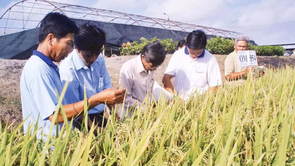 Cán bộ khuyến nông xã Liêu Tú hướng dẫn nông dân cách chăm sóc và phòng trừ dịch bệnh trên lúa.