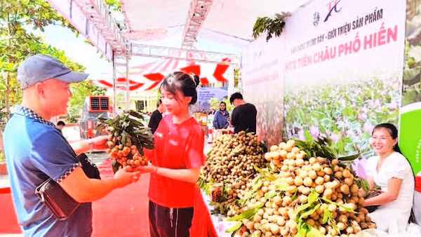 Xã Tân Hưng, tỉnh Hưng Yên tổ chức xúc tiến thương mại tiêu thụ nhãn cho nông dân.