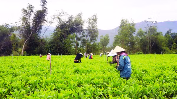 Vườn keo giống của chị Phạm Thị Vinh giúp khoảng 20 lao động địa phương thu nhập 350-400 nghìn đồng/ngày.
