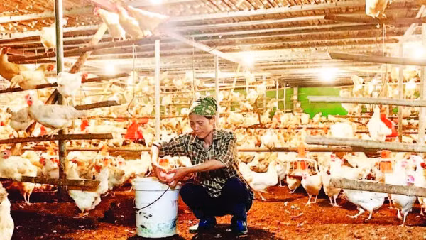 Nuôi gà đẻ trứng mang lại thu nhập cao cho nông dân xã Lương Bằng, tỉnh Hưng Yên.