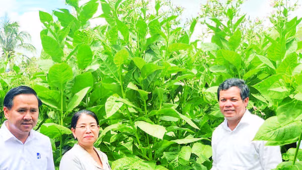 Chủ tịch Hội đồng nhân dân tỉnh Quảng Ngãi Nguyễn Đức Tuy (bên phải) kiểm tra mô hình trồng cây thuốc lá, một trong những giống cây mới ở các xã miền núi tỉnh Quảng Ngãi.