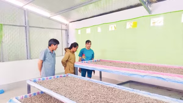 Gia đình chị Nông Thị Ánh ở Tổ 10, phường Nùng Trí Cao nuôi tằm giống.