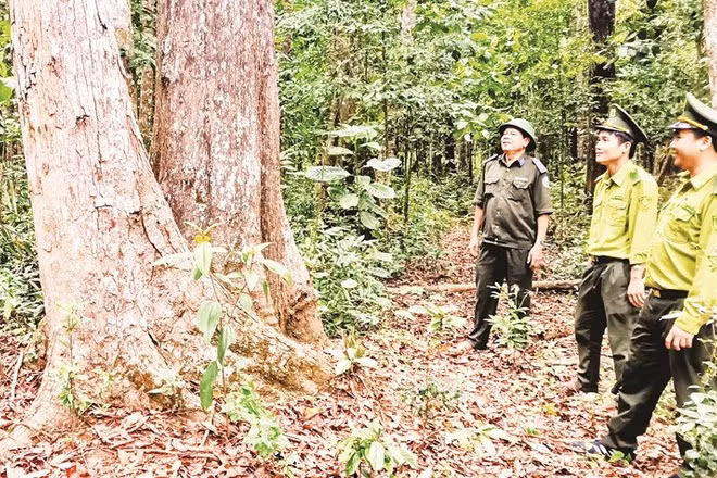 Cán bộ kiểm lâm tuần tra rừng, góp phần bảo vệ diện tích rừng nguyên sinh, bảo đảm giá trị tín chỉ carbon.