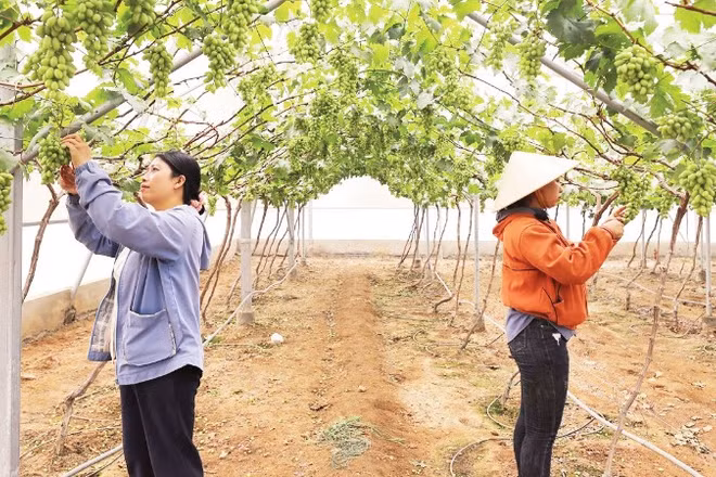 Nông dân phường Đô Vinh, tỉnh Khánh Hòa thu hoạch nho. (Ảnh: CÔNG ĐẠT)