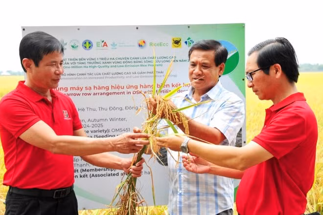 Việc áp dụng mô hình canh tác mới với ứng kỹ thuật trên cánh đồng lúa triệu ha đã giúp người nông dân thu nhiều lợi nhuận kép