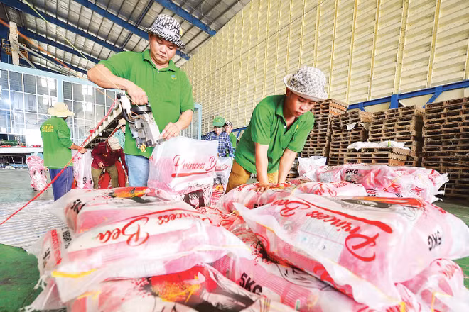 Đóng gói gạo xuất khẩu tại Công ty TNHH Xuất nhập khẩu Chơn Chính (tỉnh Đồng Tháp). (Ảnh: KHÁNH AN)