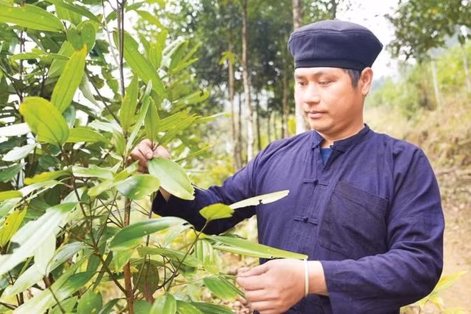 Bí thư Chi bộ, Trưởng thôn Khuổi Làm Dương Văn Ngoan chăm sóc cây quế.