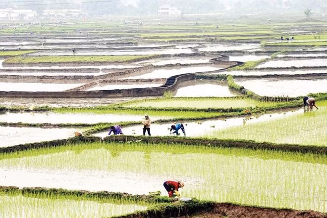 Tỉnh Lào Cai phấn đấu hoàn thành gieo cấy trước ngày 15/3. (Ảnh VIẾT VINH)