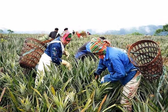 Người dân thu hoạch dứa ở Tân Uyên. (Ảnh TRẦN TUẤN)