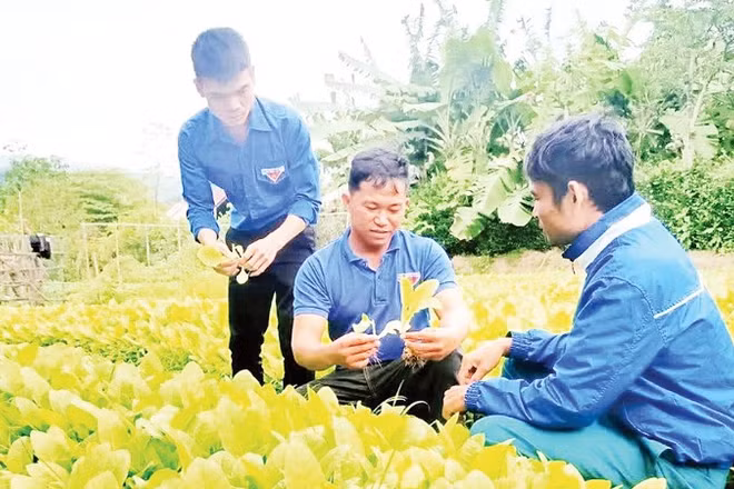Hợp tác xã Nông nghiệp và dịch vụ thanh niên xã Đất Bằng (Gia Lai) do anh Kpă Séo (giữa) làm giám đốc đã giải quyết việc làm cho 200 lao động.