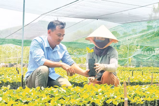 Cán bộ hướng dẫn người dân trồng cây theo quy trình kỹ thuật mới.