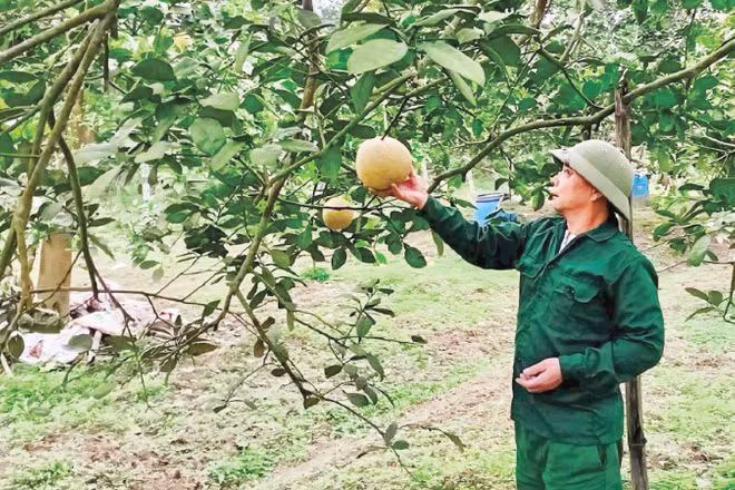Ông Đỗ Trung Kiên, Giám đốc Hợp tác xã Sản xuất và Kinh doanh bưởi xã Chí Đám thăm vườn bưởi sắp thu hoạch.