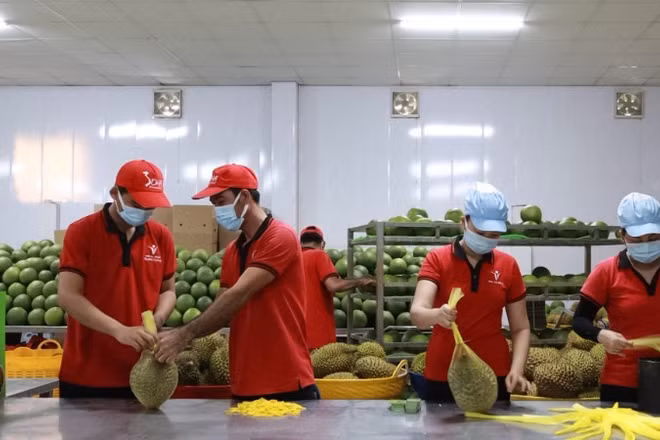 Công nhân đóng gói trái cây xuất khẩu tại Công ty Vina T&T Group. (Ảnh MINH ANH)