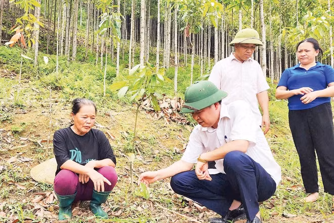 Lãnh đạo Liên minh HTX tỉnh Cao Bằng kiểm tra mô hình trồng cây quế ở xã Canh Tân, tỉnh Cao Bằng.