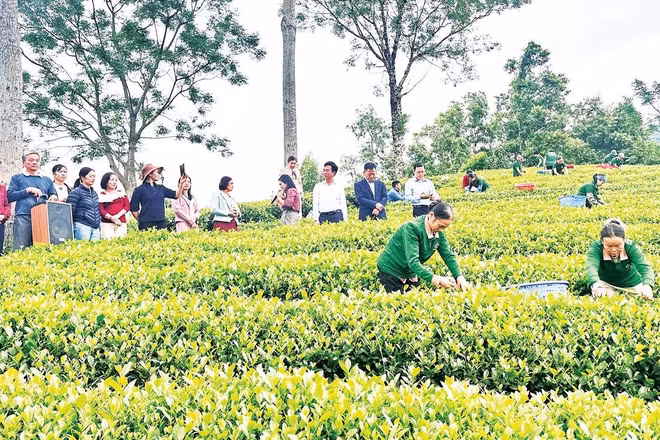 Mô hình sản xuất chè hữu cơ xã Phú Xuyên, tỉnh Thái Nguyên.