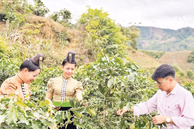 Nhờ nguồn vốn tín dụng chính sách, phụ nữ xã Quài Tở (tỉnh Điện Biên) có điều kiện đầu tư mở rộng diện tích cây cà-phê.