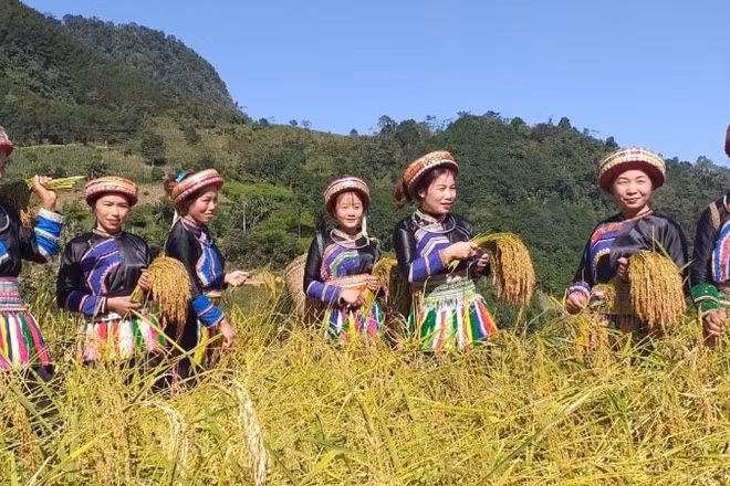 Đồng bào dân tộc Dao ở xã Thượng Minh, tỉnh Thái Nguyên thu hoạch lúa nếp Tài bằng phương pháp hái từng bông truyền thống.