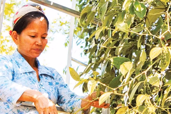 Nông dân tỉnh Đắk Lắk thu hoạch hồ tiêu. (Ảnh: HÀ THẮNG)