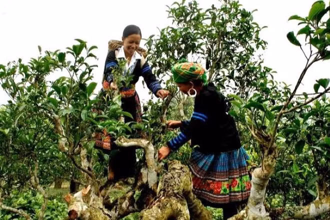 Vùng chè shan tuyết Suối Giàng, xã Văn Chấn, Yên Bái (nay là xã Văn Chấn, tỉnh Lào Cai) được công nhận là vùng chè di sản. (Ảnh: PV)