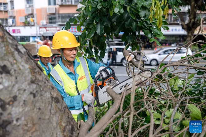 Một nhân viên đang cắt tỉa cây xanh đề phòng bão Ragasa tại Thâm Quyến, miền nam Trung Quốc. (Ảnh: Tân Hoa xã)