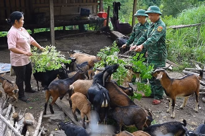 Đoàn viên, thanh niên đồn Biên phòng Tam Hợp giúp dân phát triển kinh tế chăn nuôi dê.