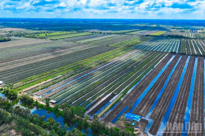 Vùng nguyên liệu khóm ở Đồng Tháp Mười (tỉnh Đồng Tháp).
