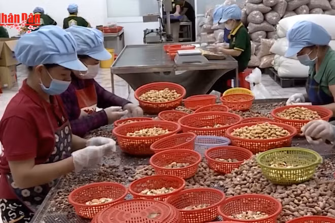 [Video] Xuất khẩu điều “bùng nổ” vào đầu năm 2026