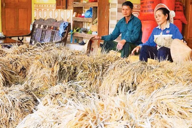 Người dân miền Tây Nghệ An bị thiệt hạ về lúa nặng do lũ lớn. (Ảnh: Nguyễn Phê) 