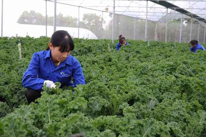 Chăm sóc cải xoăn hữu cơ trong nhà màng tại trang trại Hoa Viên, xã Yên Xuân, Hà Nội. (Ảnh: HOA VIÊN)
