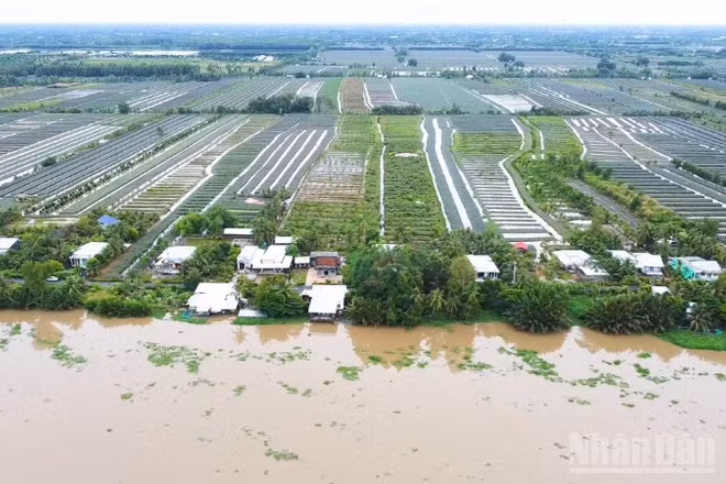 Nhiều ngôi nhà khang trang bên cánh đồng khóm Cầu Đúc ở xã Hỏa Lựu nhìn từ trên cao.