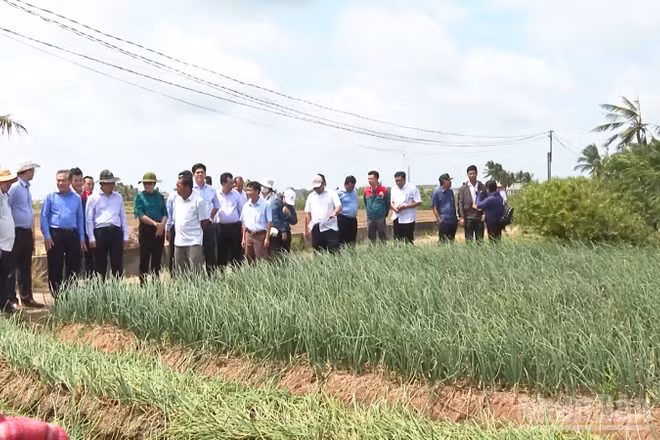 Chuyên gia và lãnh đạo thành phố Cần Thơ tham quan mô hình trồng hành tím tại phường Vĩnh Châu.