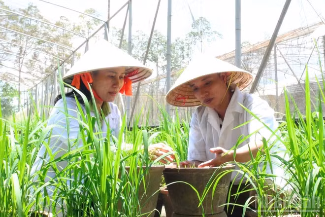 Nhà khoa học tại Viện lúa đồng bằng sông Cửu Long đang thực nghiệm nghiên cứu giống lúa.
