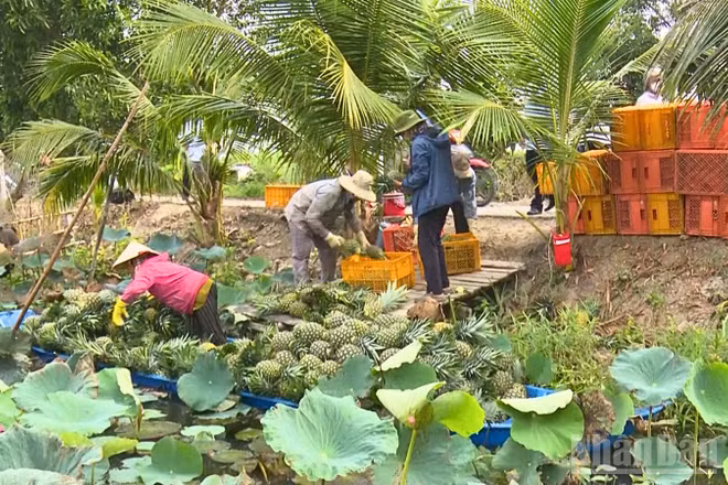 Người dân thu hoạch khóm(dứa) MD2 tại xã Phương Bình, thành phố Cần Thơ.
