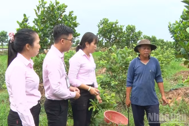 Cán bộ Phòng giao dịch Ngân hàng Chính sách Xã hội thăm mô hình hộ vay vốn đầu tư sản xuất nông nghiệp.