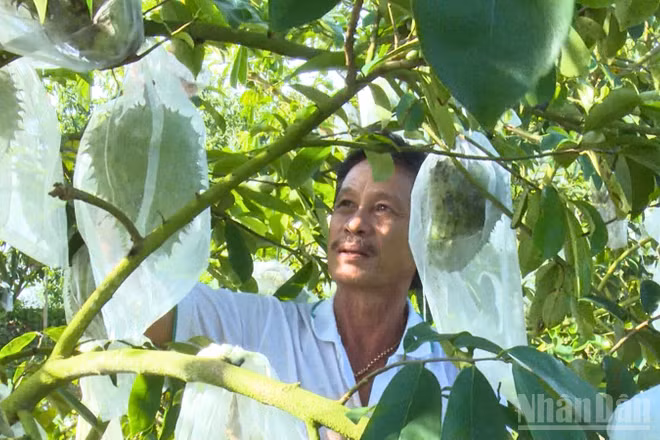 Ông Ngô Văn Nhiều, thành viên Hợp tác xã Mãng cầu xiêm Hòa Mỹ, thành phố Cần Thơ chăm sóc vườn mãng cầu xiêm.