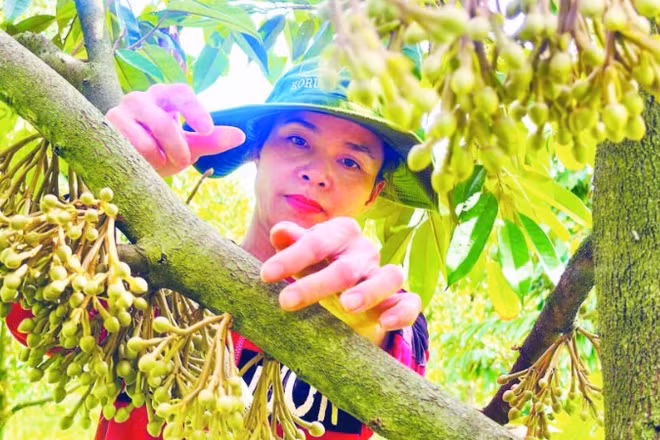 Phát triển vườn cây ăn trái có giá trị kinh tế cao tạo nguồn thu nhập ổn định cho người dân xã Ia Chim.