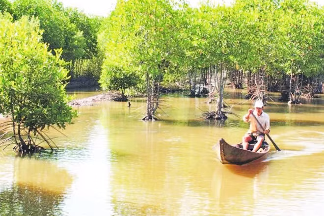 Không ít hộ nông dân ở xã Vĩnh Hậu (Cà Mau) làm giàu nhờ mô hình nuôi tôm, cua dưới tán rừng đước.
