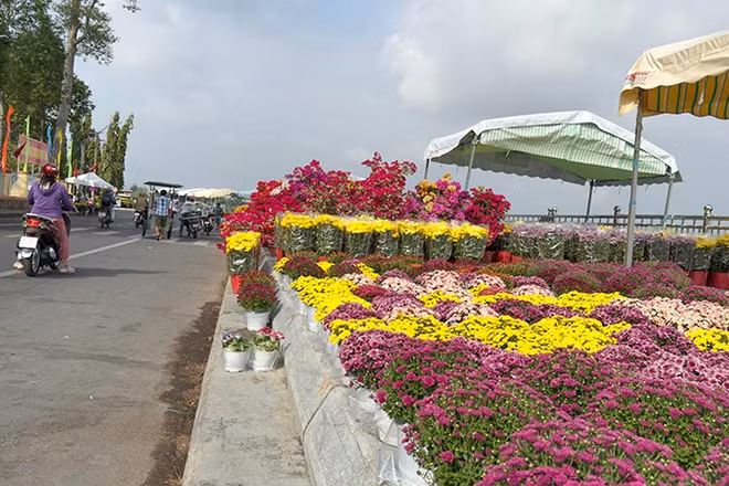 Rực rỡ sắc màu chợ hoa xuân Vĩnh Long