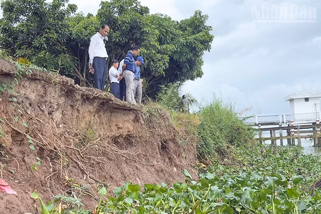 Đoạn sạt lở ăn sâu vào đường đan ở ấp Vàm Lịch, xã Cái Nhum. 