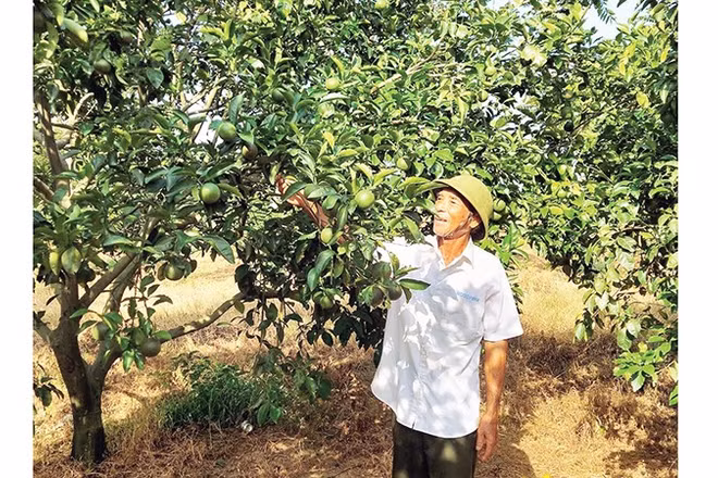 Ông Bế Văn Mai chăm sóc vườn cam của trang trại. 