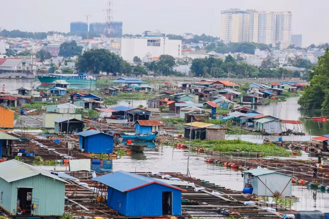 Hàng trăm hộ nuôi cá bè trên sông Đồng Nai ngay trung tâm thành phố đang gây ra nhiều hệ lụy về môi trường, ảnh hưởng đến mỹ quan đô thị.