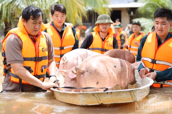 Lực lượng Công an thành phố Đồng Nai hỗ trợ người dân di tản đàn heo đến khu vực an toàn do trang trại ngập nước tại xã Bình Minh trong ngày 24/9. (Ảnh: THIÊN VƯƠNG)