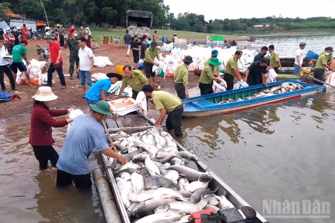 Lực lượng chức năng hỗ trợ người dân vớt số cá chết đưa vào bờ.