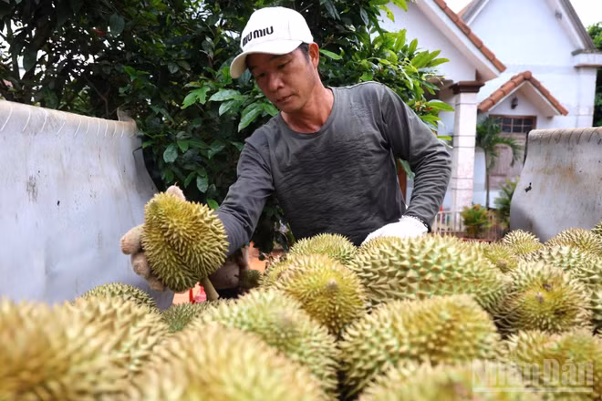 Nông dân Đồng Nai đang bước vào chính vụ thu hoạch sầu riêng giống Thái.