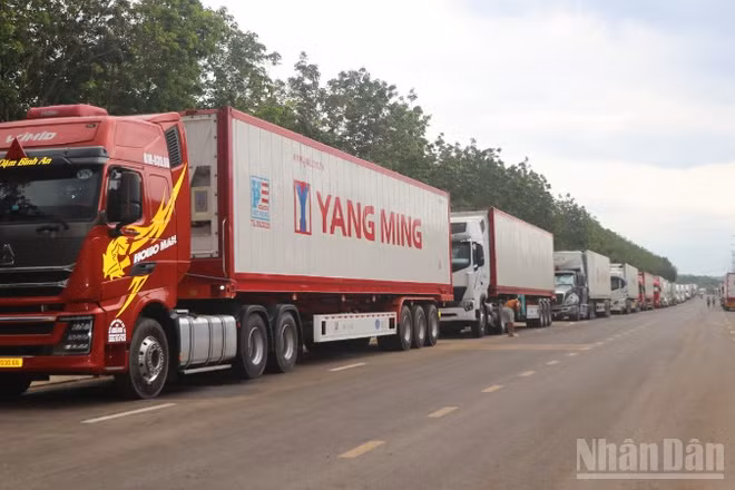 Hàng đoàn xe container chở sầu riêng đến khu vực gần bến xe Dầu Giây đợi lấy mẫu kiểm định.
