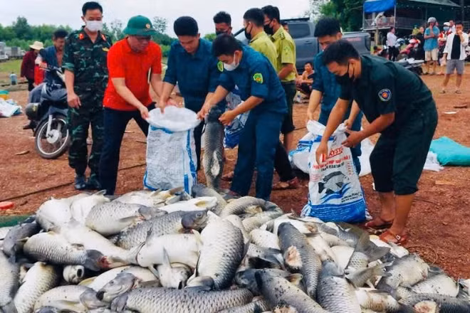 Lực lượng chức năng phường Trị An hỗ trợ vớt số cá chết lên bờ để người dân bán cho đơn vị làm phân vi sinh.