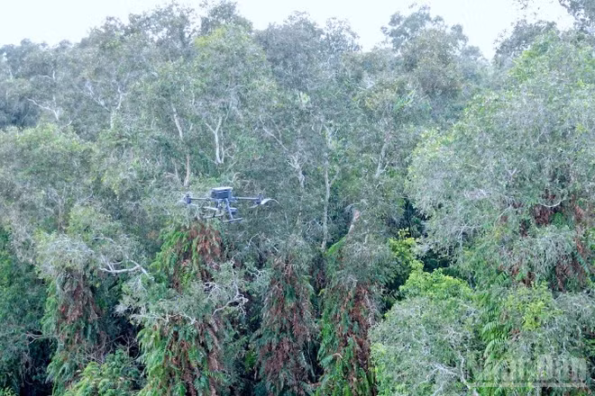 Thiết bị flycam đang thực hiện chuyến bay tuần tra trên không, giúp lực lượng chức năng luồn lách và giám sát chặt chẽ các mảng rừng tràm có mật độ cây dày đặc.