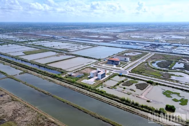 Một góc Khu nông nghiệp ứng dụng công nghệ cao phát triển tôm Bạc Liêu nằm ở phường Hiệp Thành, tỉnh Cà Mau.