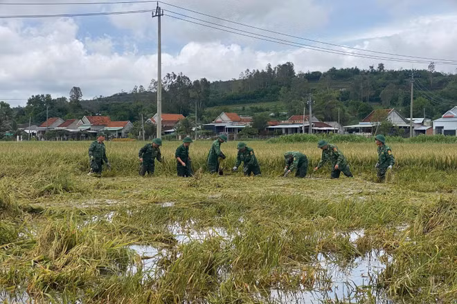 Cán bộ, chiến sĩ Đồn Biên phòng An Hải cùng các lực lượng hỗ trợ người dân thu hoạch lúa. (Ảnh: NGUYỄN LÂN)